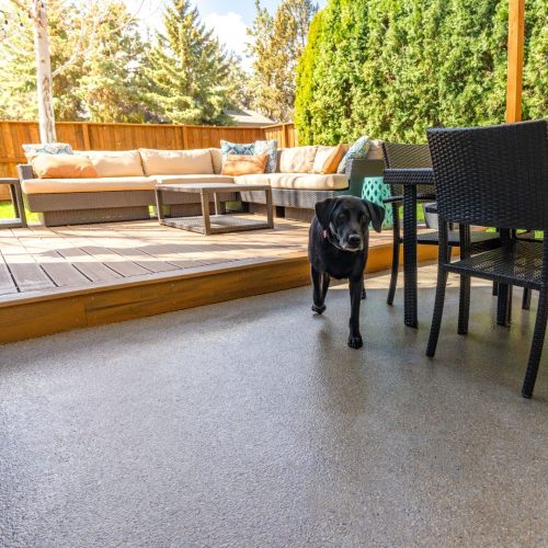 A labordor retriever standing on a Penntek-coated patio, highlighting the smooth, durable, and slip-resistant surface that complements the outdoor setting. Elite Coatings offers fast-installation of polyurea concrete coatings for Houston home and businesses.